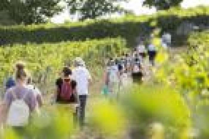 Vignes, Vins, Randos ou la balade œnologique pour tous