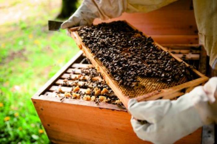 Abeilles : l’hécatombe continue