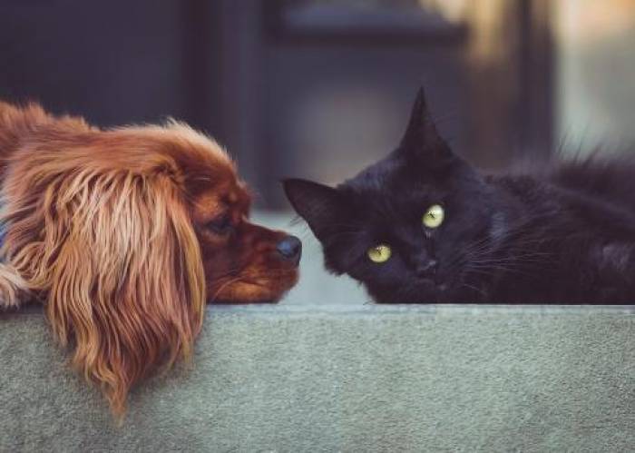 Vétérinaires et associations  comme chiens et chats 