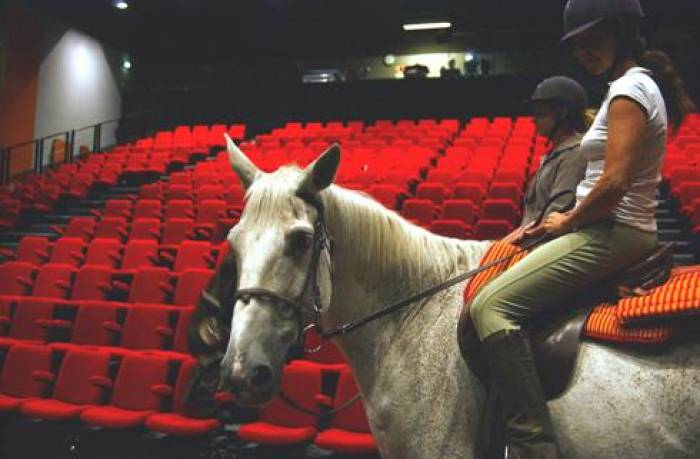 Des chevaux sous les projecteurs