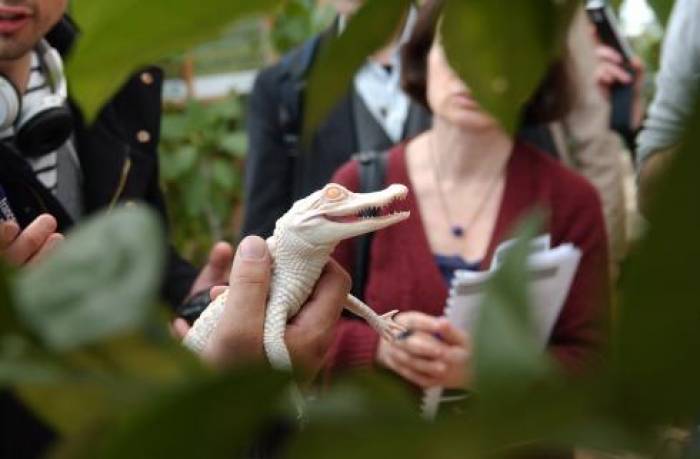 L’alligator blanc doit sauver la planète des crocodiles